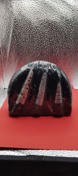 Medium Curved Bookend Orthoceras 