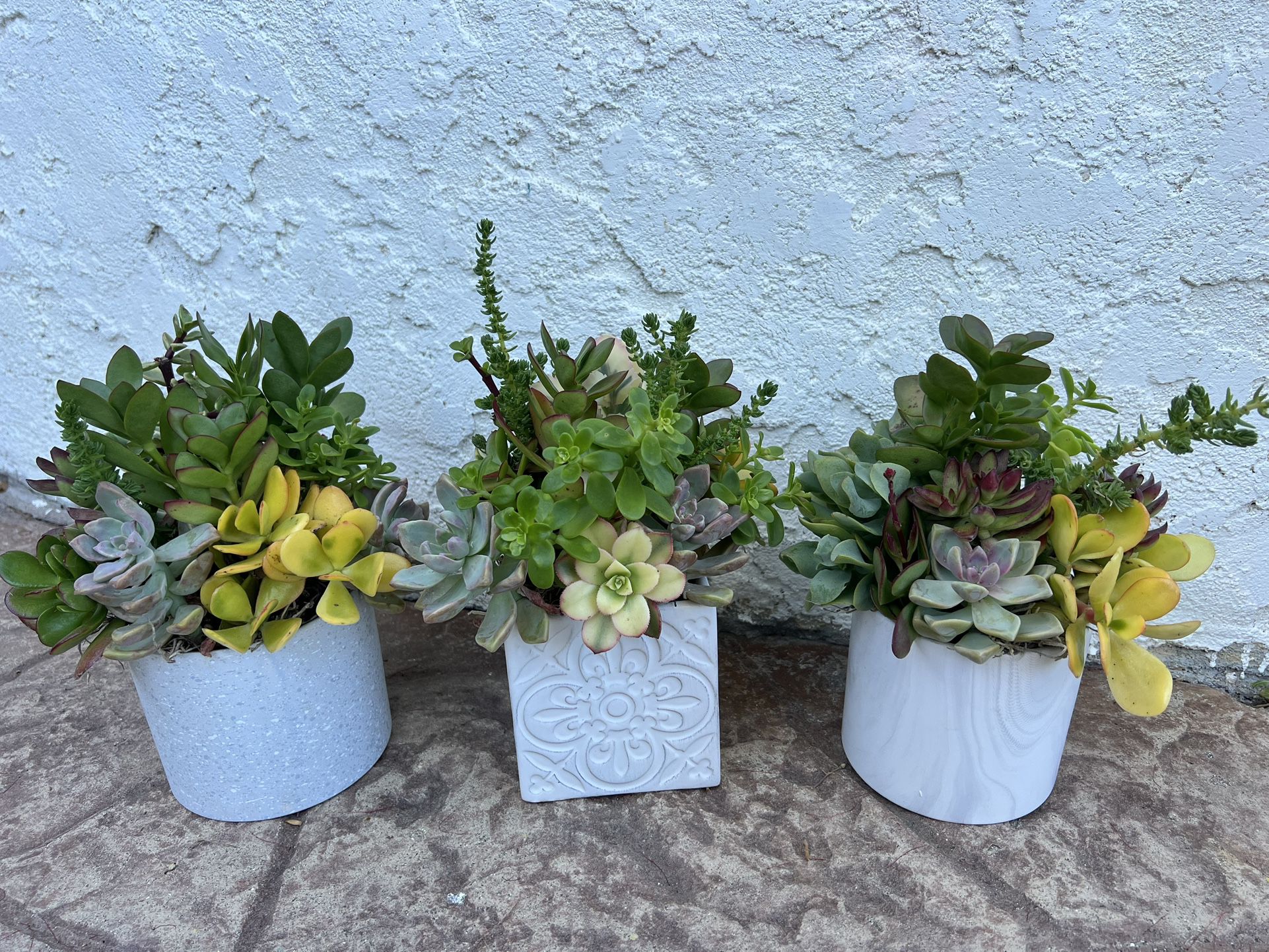 Succulent Arrangements In Ceramic Pots 