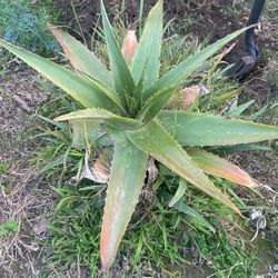 Aloe Vera