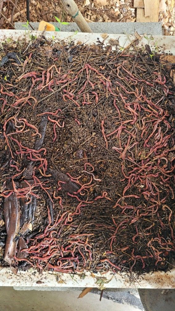 Native Compost Worms for Sale in Seatac, WA OfferUp