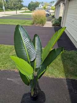 Bird of Paradise Plant in Black Pot