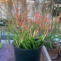 Fire Stick Cactus Plant