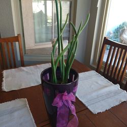 Potted Lady Slipper Succulent – Hummingbird Friendly!