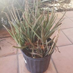 Aloe Vera Plants In Pots