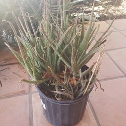 Aloe Vera Plants In Pots