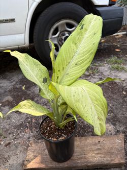 Dieffenbachia camouflage