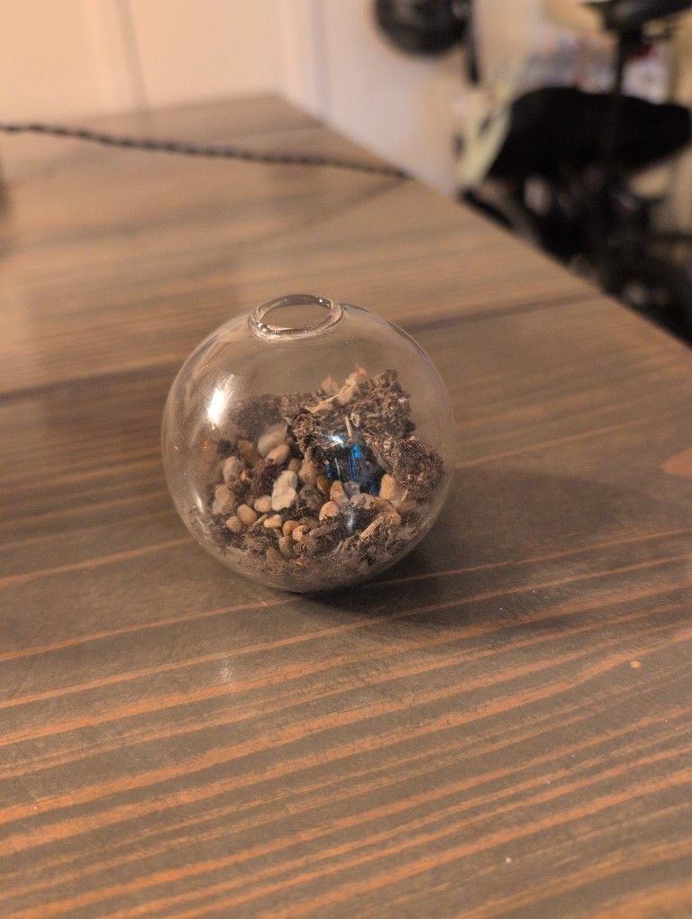 Small Globe Plant Terrarium