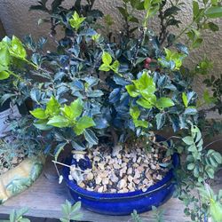 Bonsai Plants For Sale $40 Each 