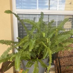 Large Ferns Plant