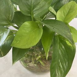 Money plant or photos Ivy plant grow in pots  in the water.#home decor….