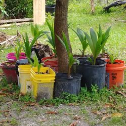 Coconut Plants $3 And Up Local Pickup West Park/ Hallendale