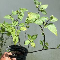 Black Nightshade berries Hierba Mora Plant Live