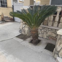 Sago Palm Tree