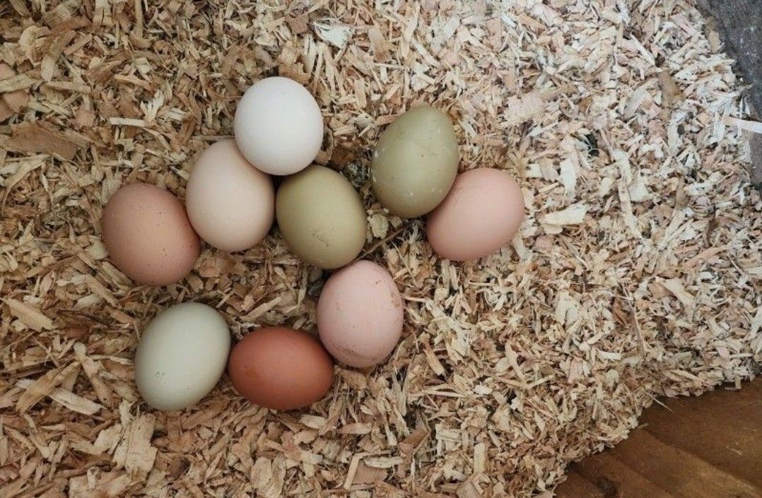 Farm Fresh Eggs!