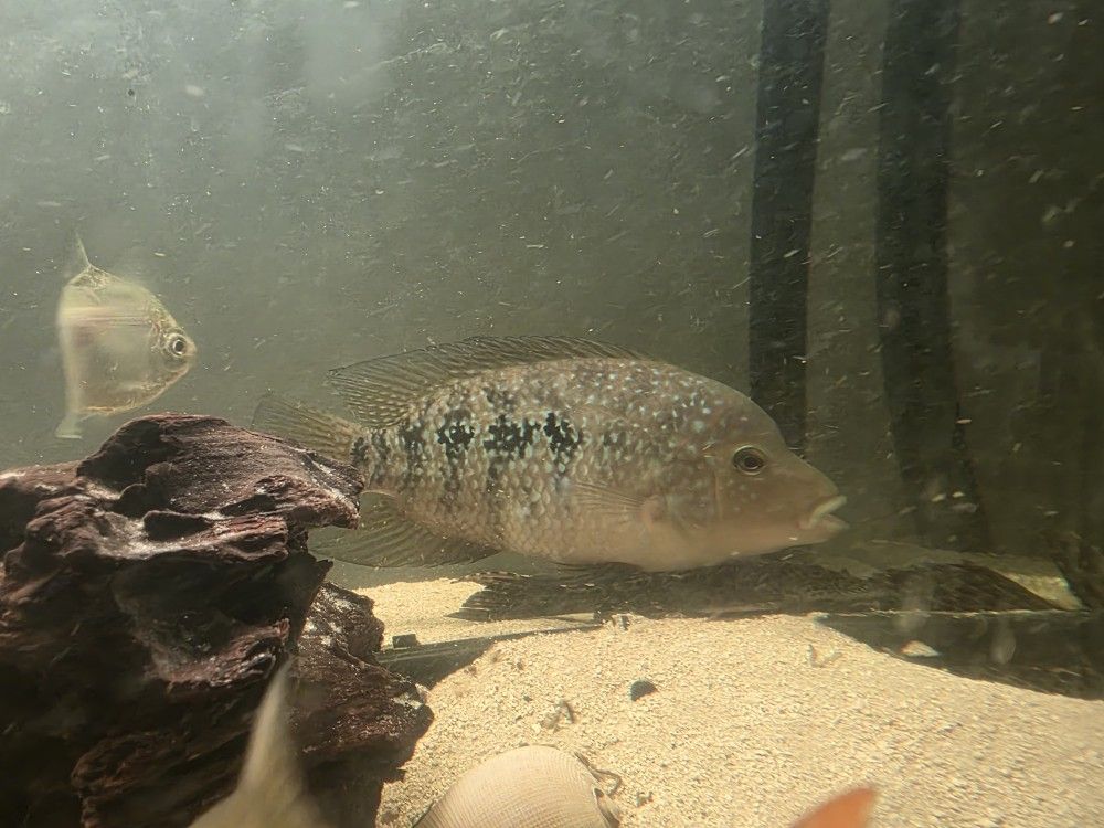 Fish Tank