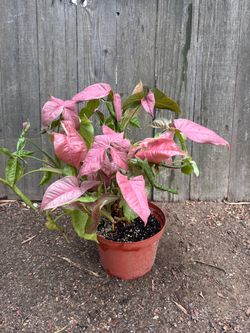 Pink syngonium