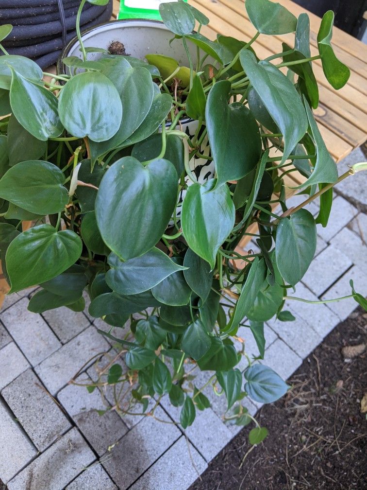 Healthy Pothos Plant 