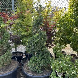 Boxwood Spiral 
