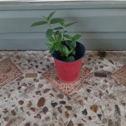 Jew With White Flowers