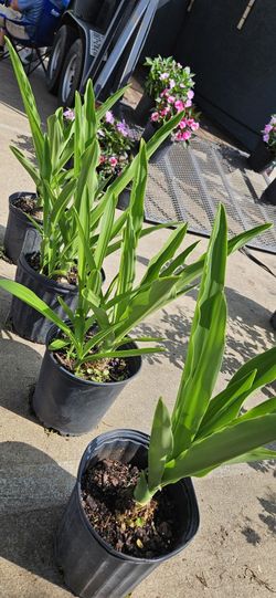 Lilly....White Lilies 3 Gal/ Lilys Blancas 3 Galones