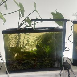 Green jade breeding tank live shrimp and plants and deco