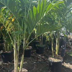 Christmas Palms Over 7 Feet Tall Instant Privacy Have