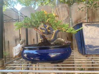 Once I Japanese garden, Juniper Miyagi style $50 each