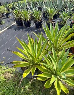 Agave