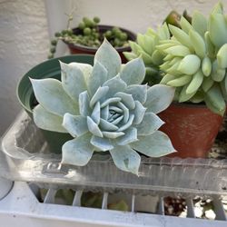 4in Pot Echeveria Succulent