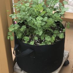 Organic Cilantro Plant