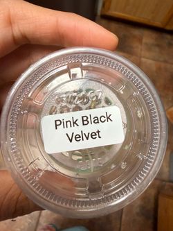 Alocasia pink black velvet corm