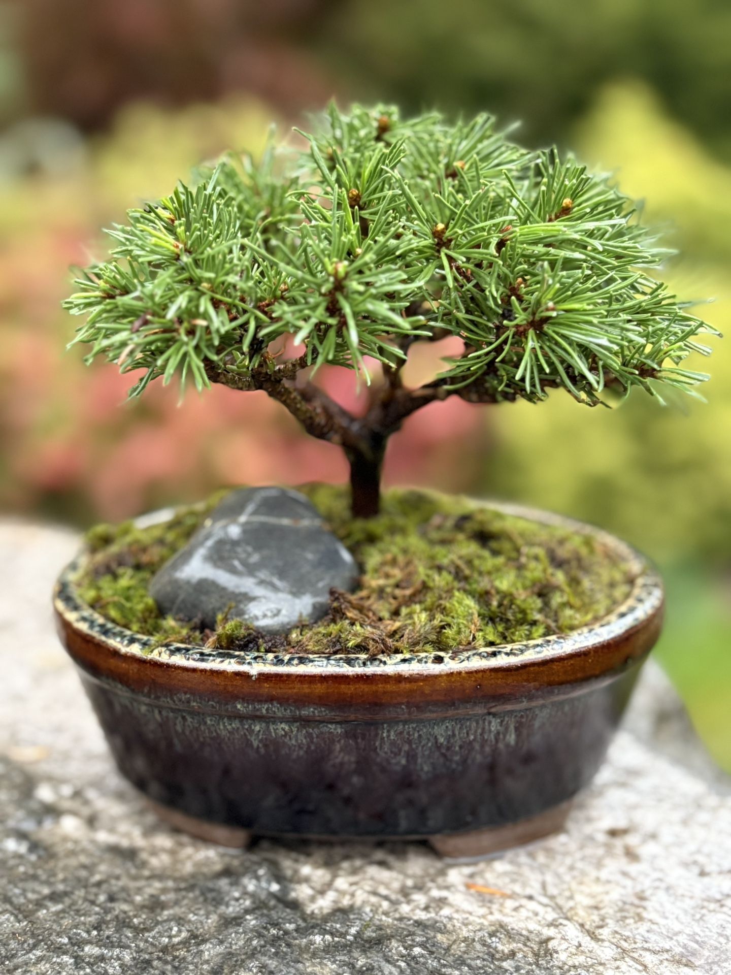 Mini Mugo Pine Bonsai 