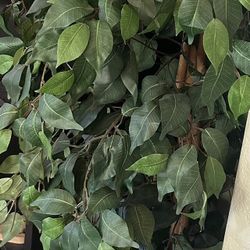 Artificial Ficus Tree