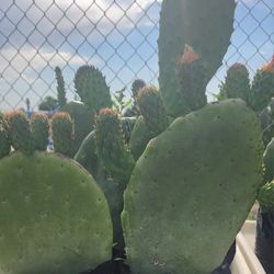 Plantas De Nopal Tunero "Amarillo"