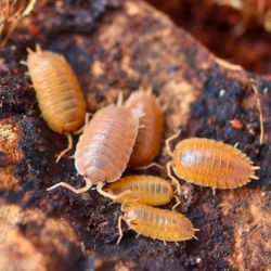 Powder Orange Isopods