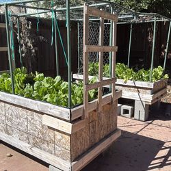 Custom built planter boxes