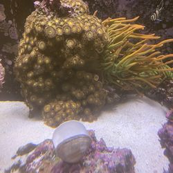 Reef rock and zoas and anemones