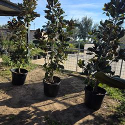 Magnolias Tree 15gallones 6ft Tall 