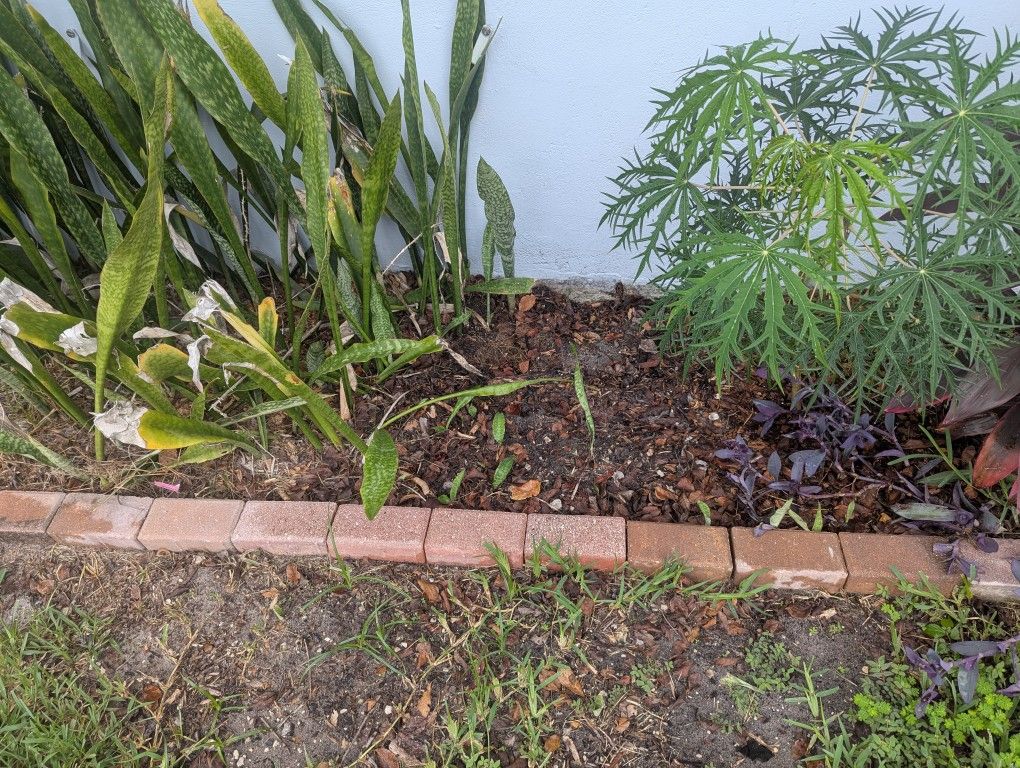 Free Snake Grass