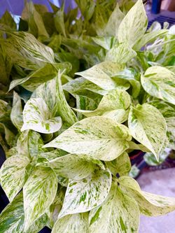 Plants (4”pot🌿Snow queen pothos )