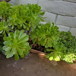 Large succulents