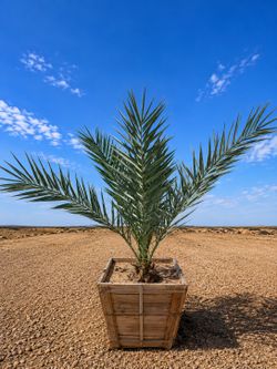 Large Date Palm