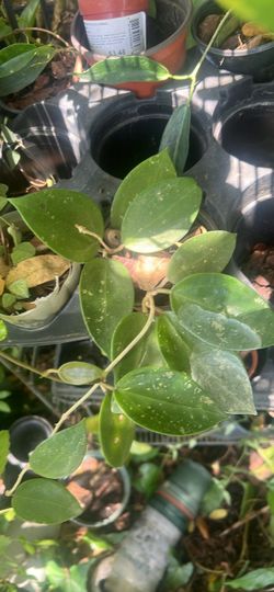 Hoya verticillata heart splash