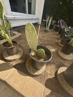 BEST OFFER: Prickly Pear Cactus