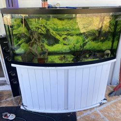 72gal Bowed Face Fish Tank