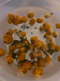 Mystery snail babies