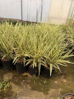Dianella 5 gallons