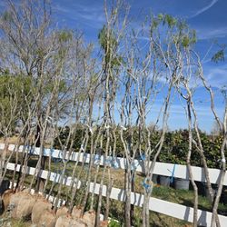 Arboles De Mesquites De Bola Chica 