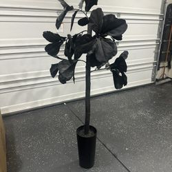 Black Faux Fig Tree