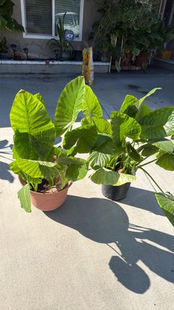 Plant